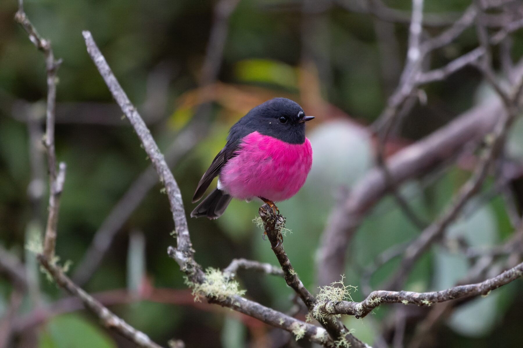 A pink robin (Petroica rodinogaster)