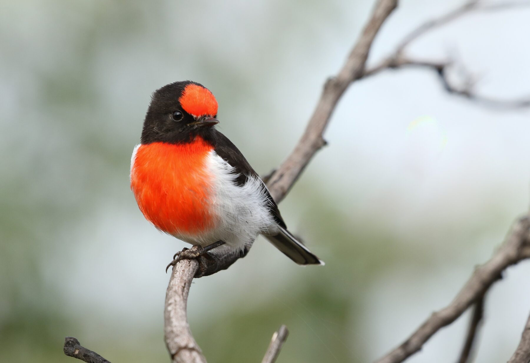 A red-capped robin (Petroica goodenovii)