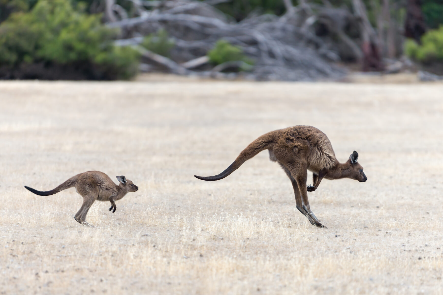 A kangaroo hopping with her joey behind her