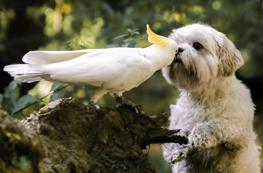 cockatoo kissing a little white hairy dog