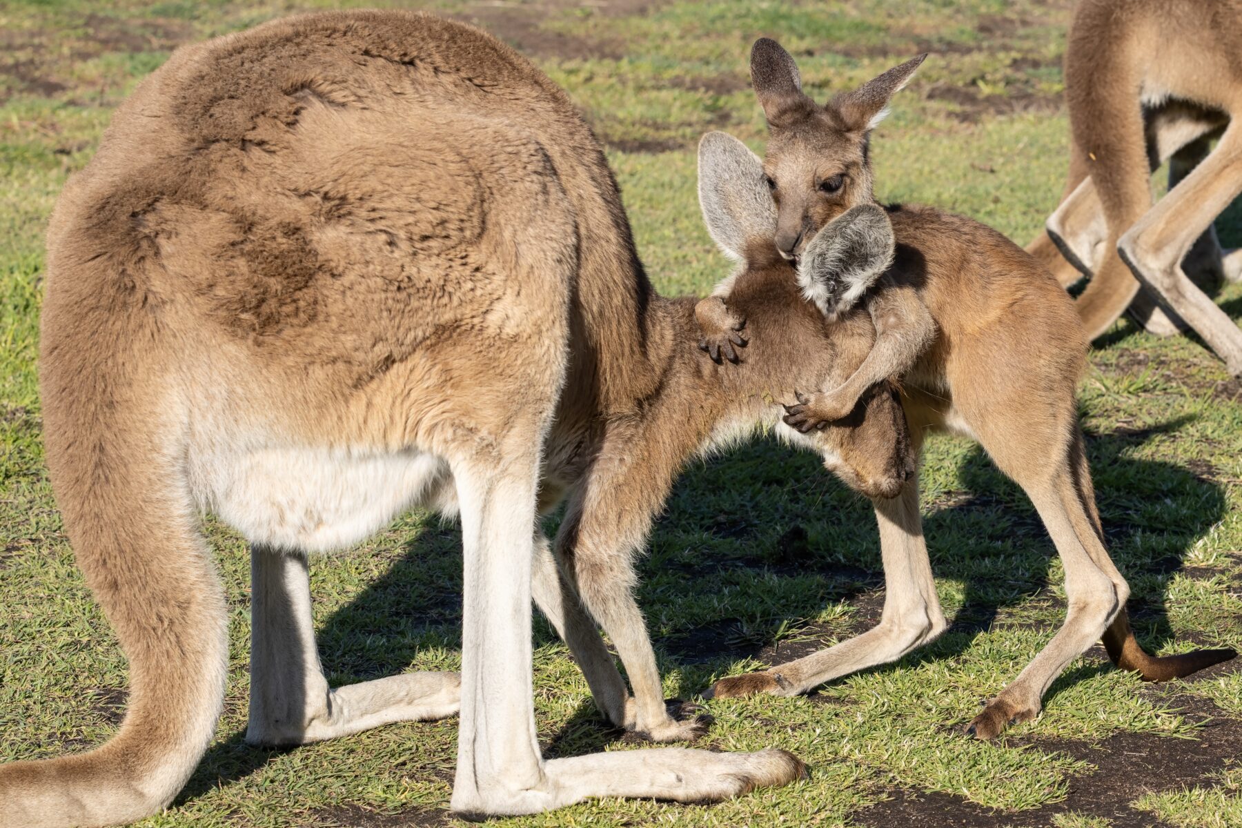 a mother kangaroo being held by its joey