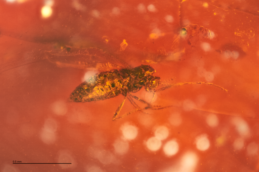 42-million-year-old biting midge captured in amber