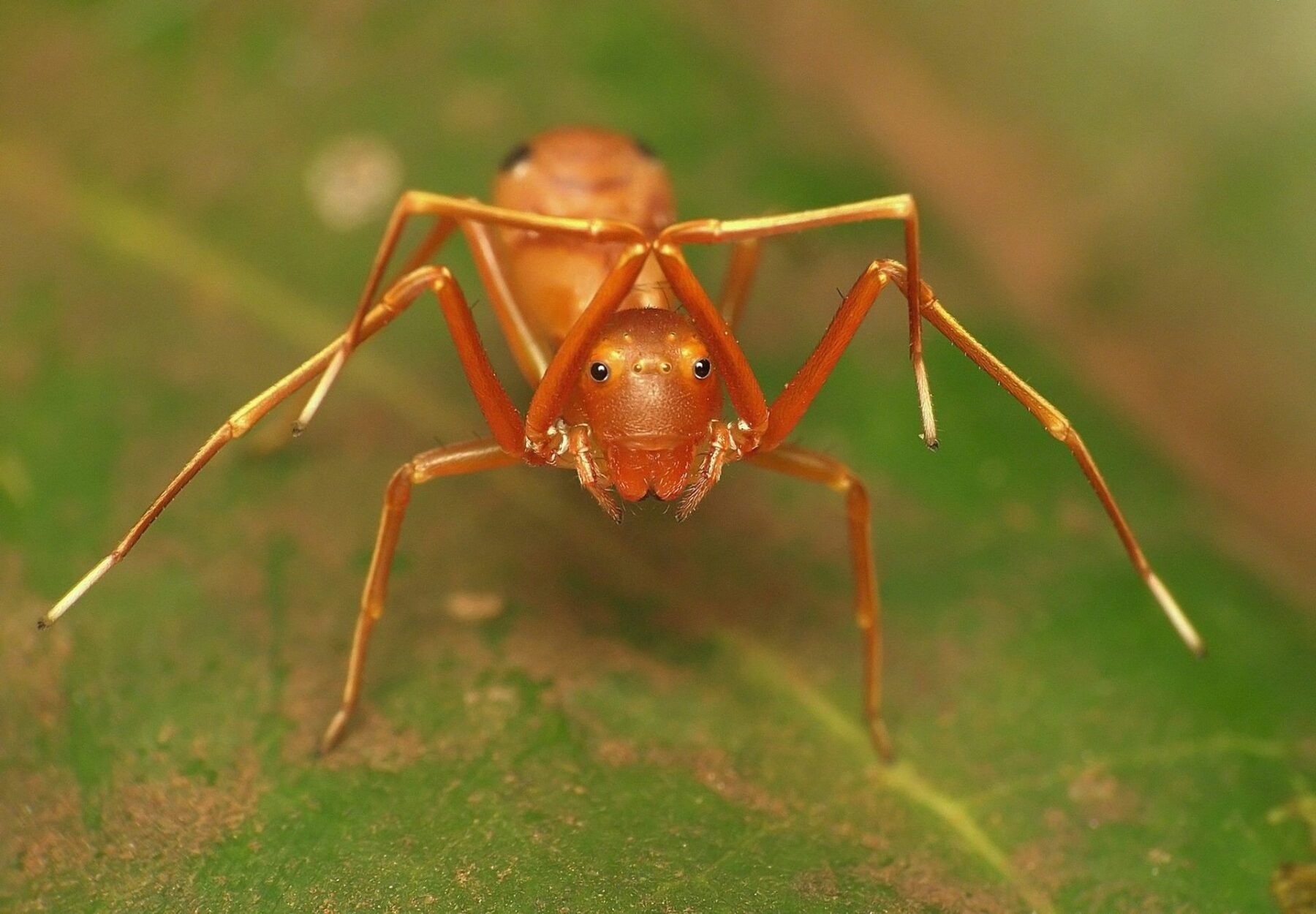 ant mimicking jumping spider