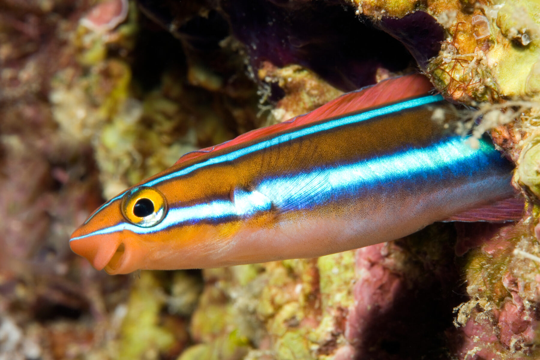A bluestriped fangblenny