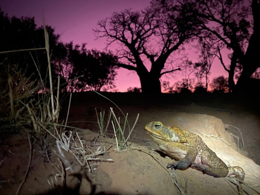 cane toad in front of boab trees