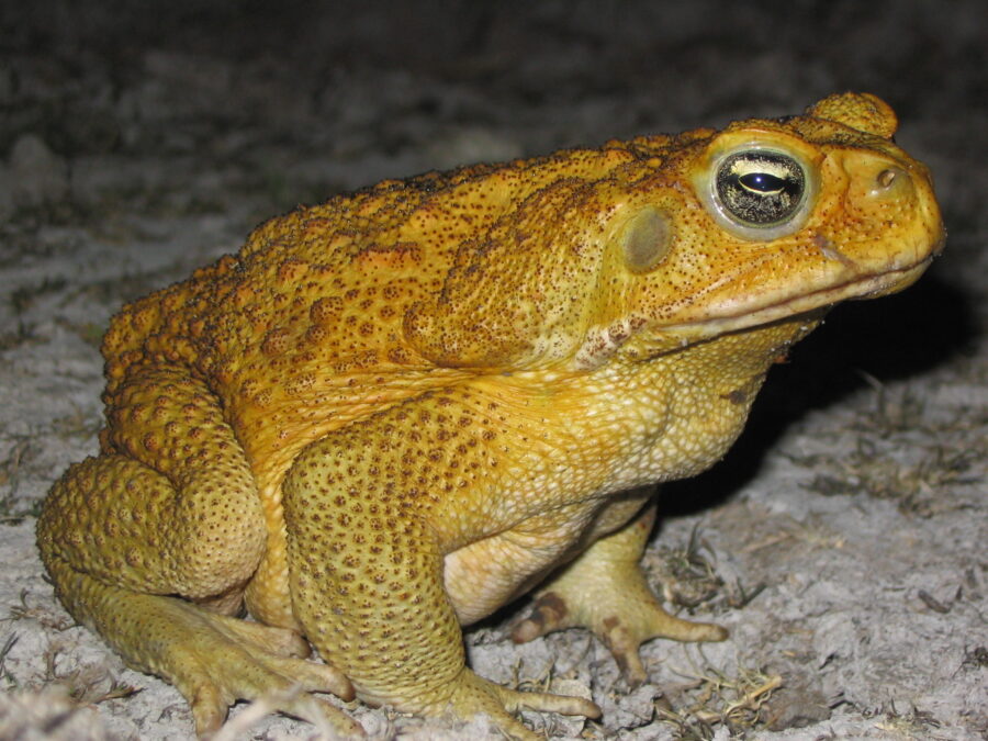 cane toad