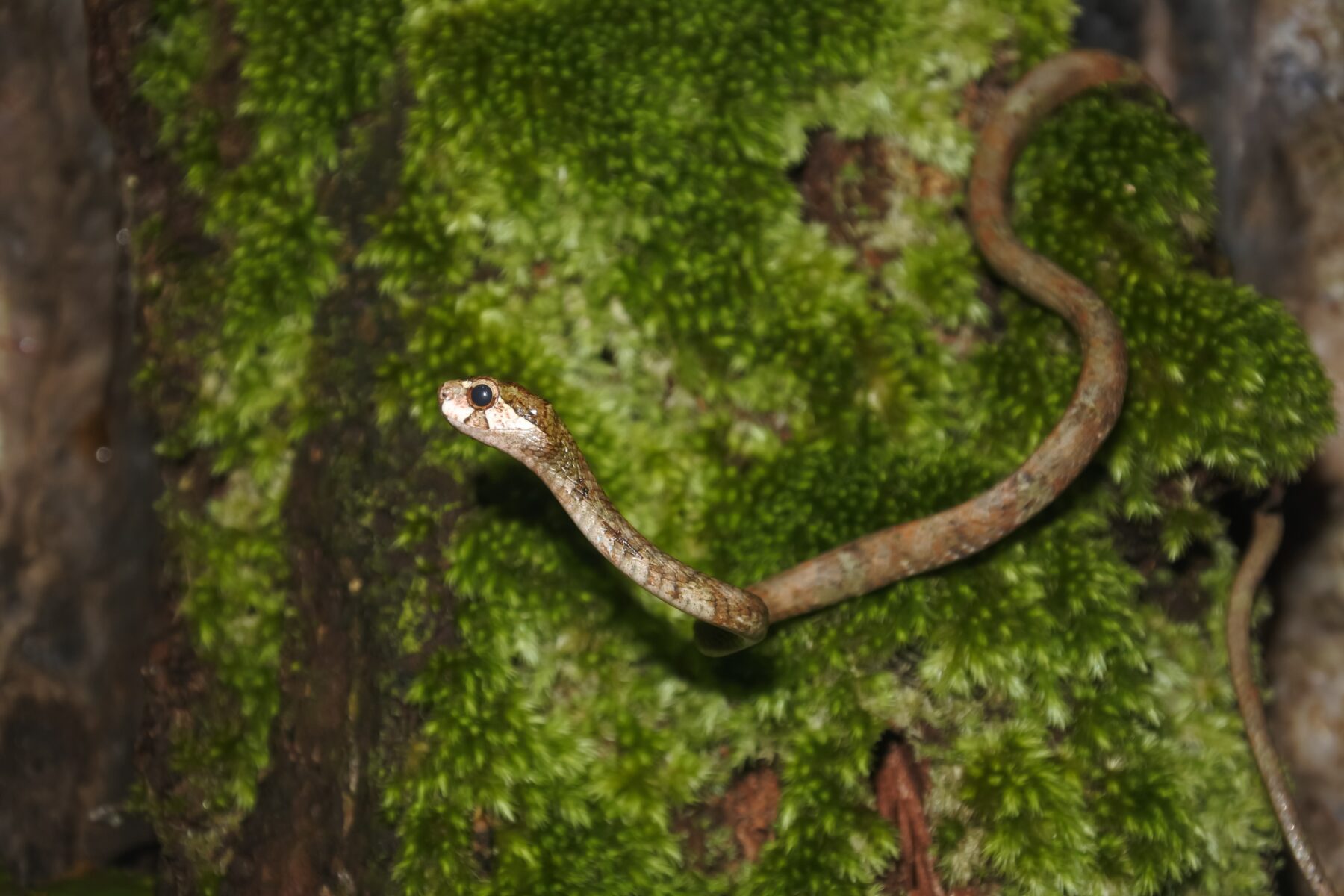 A blunthead slug snake (Aplopeltura boa) on a mossy log