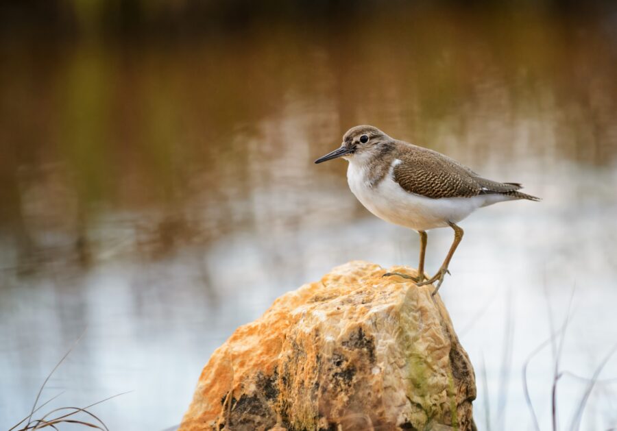 a common sandpiper