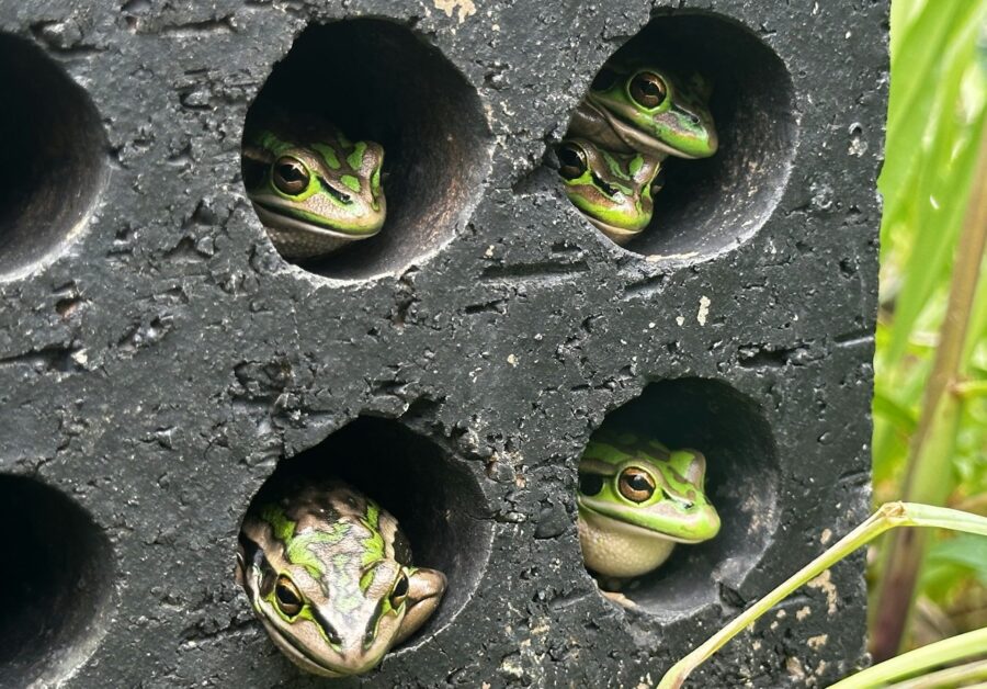 frogs in a frog sauna