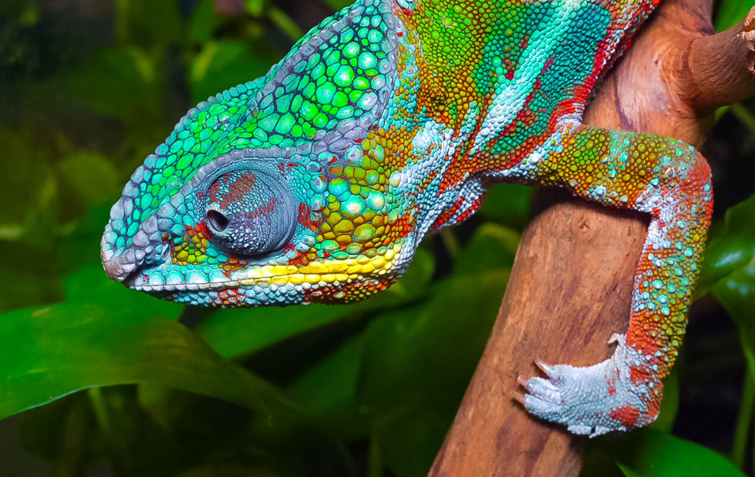 Alien invasion: which foreign species might enter Australia next?
