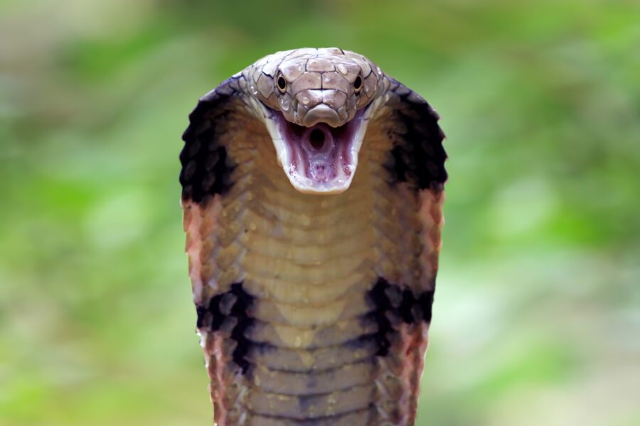 close up of king cobra snake