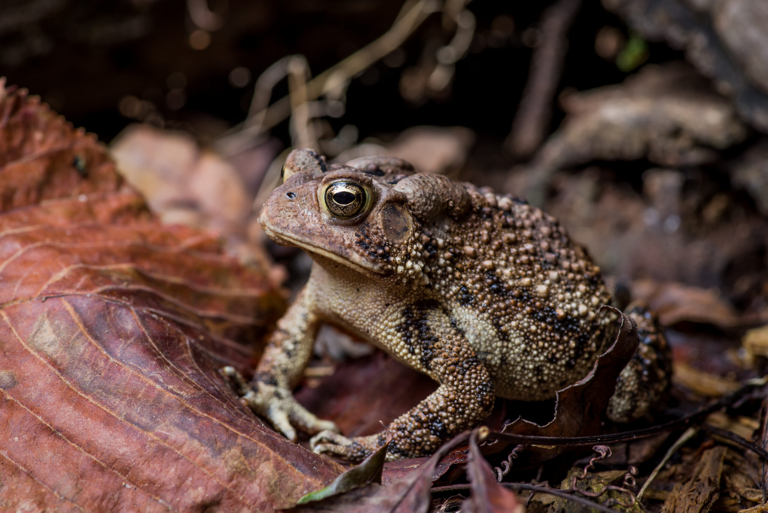 An American toad on a leaf