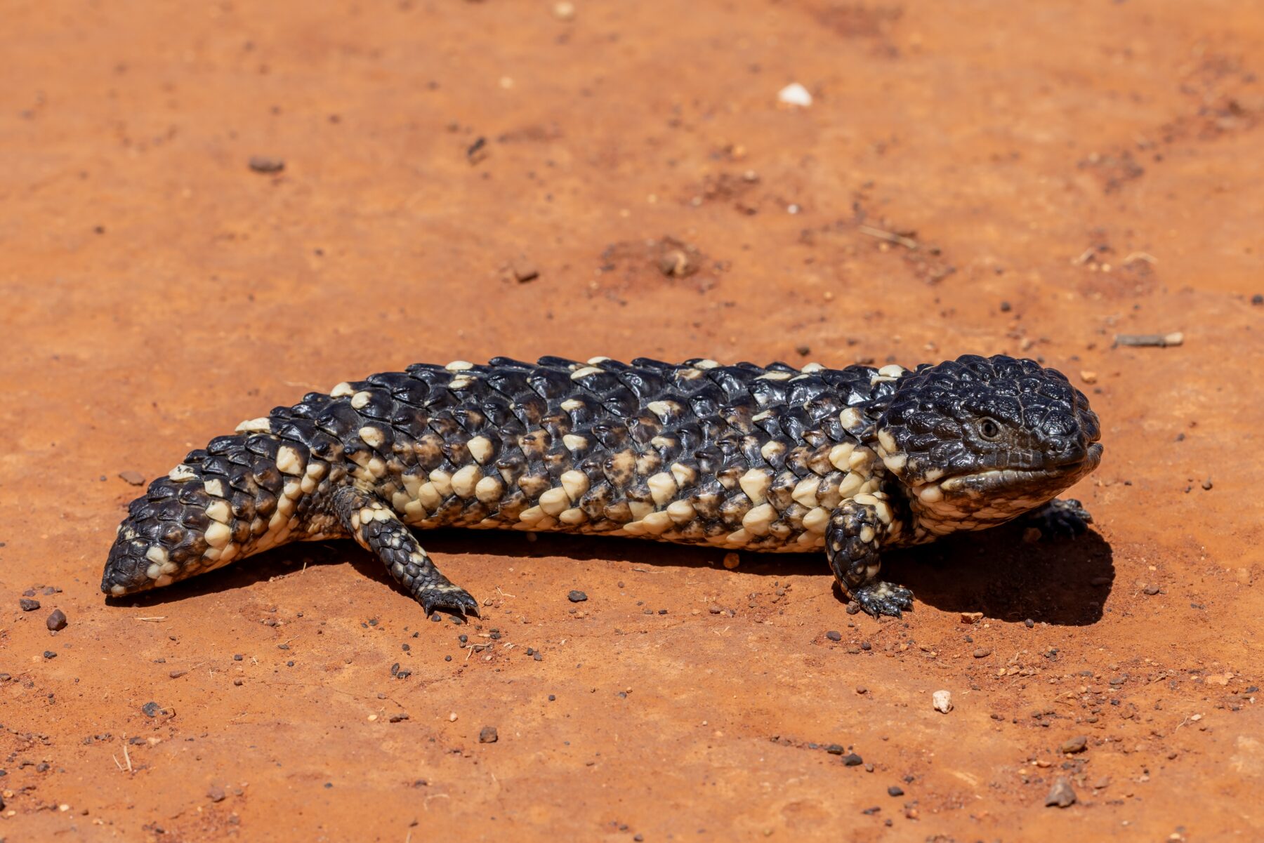 shingleback lizard