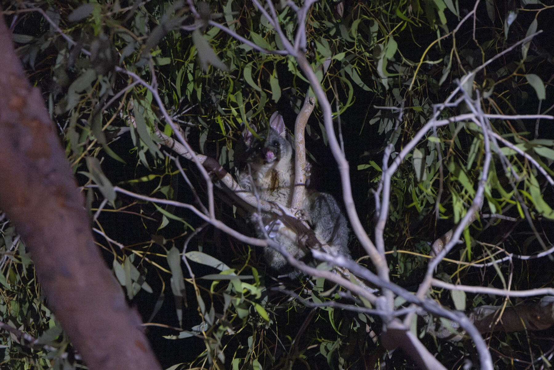 a common brushtail possum in a tree