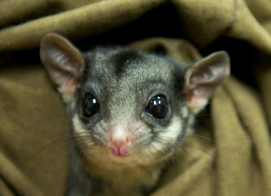 A young Leadbeater’s possum