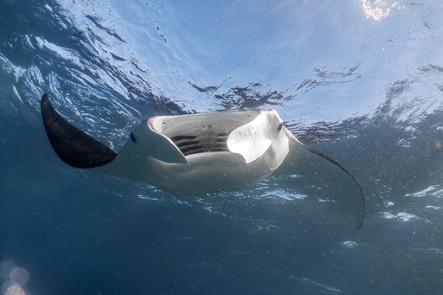 a reef manta ray