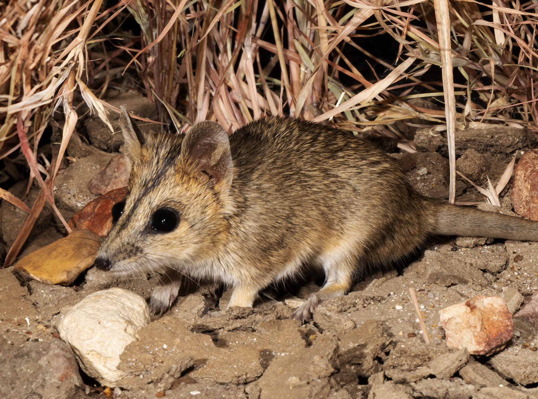 ‘If we can’t find them, we can’t protect them’: The race against time to save Julia Creek dunnarts