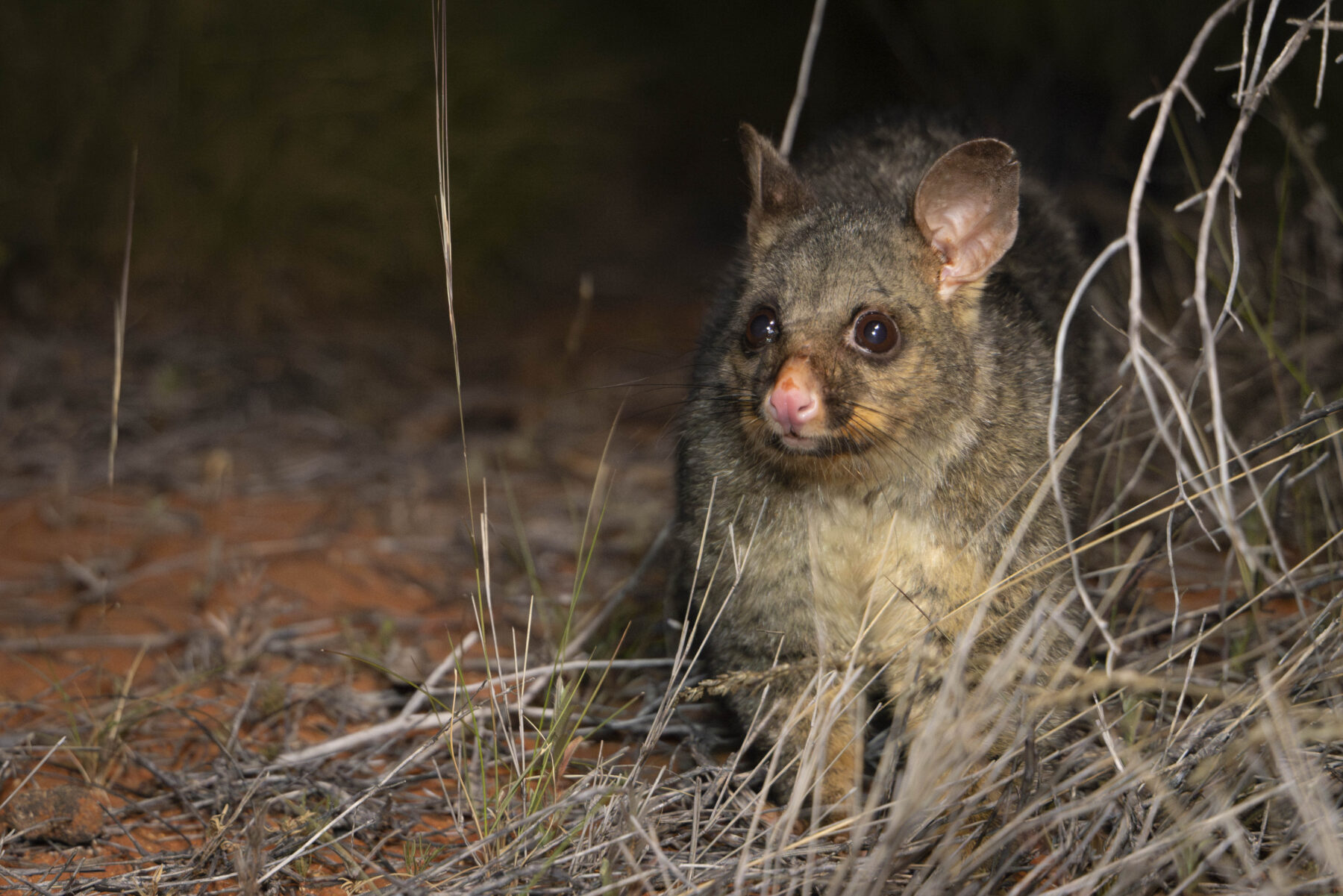 a common brushtail possum