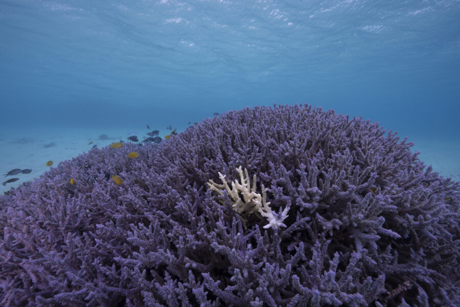coral bleaching on the Great Barrier Reef