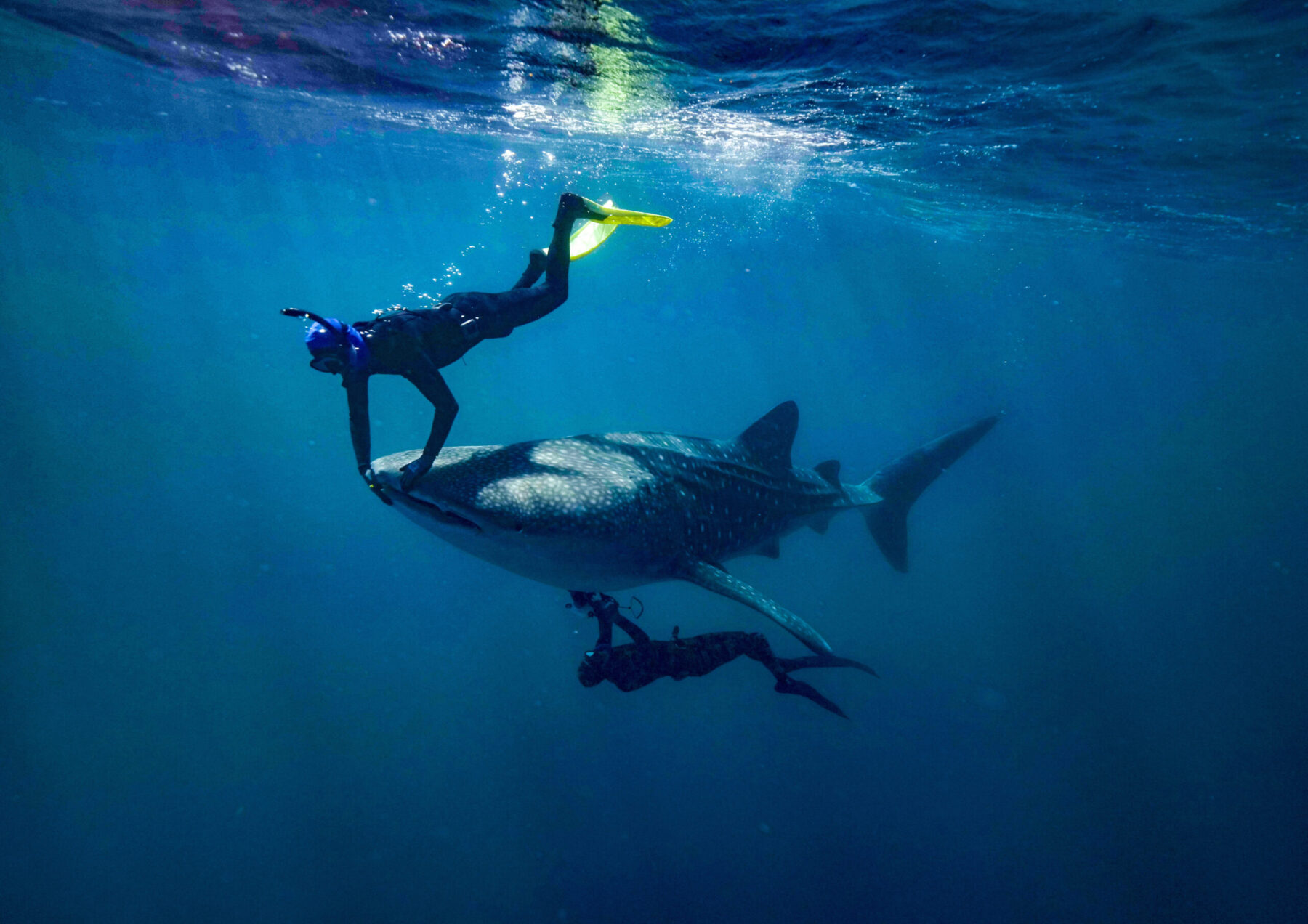 two scientists performing an ultrasound on a whale shark