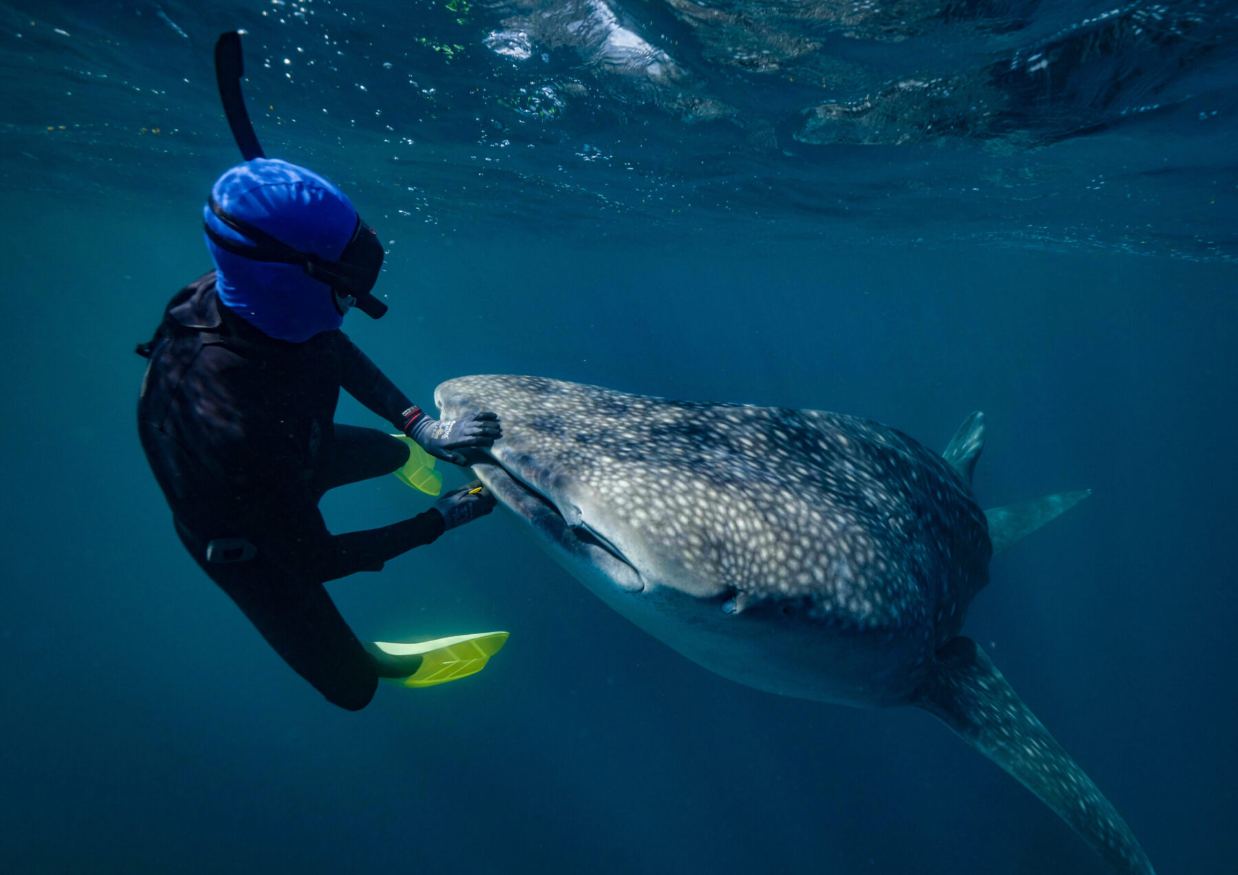 A diver petting a whale shark