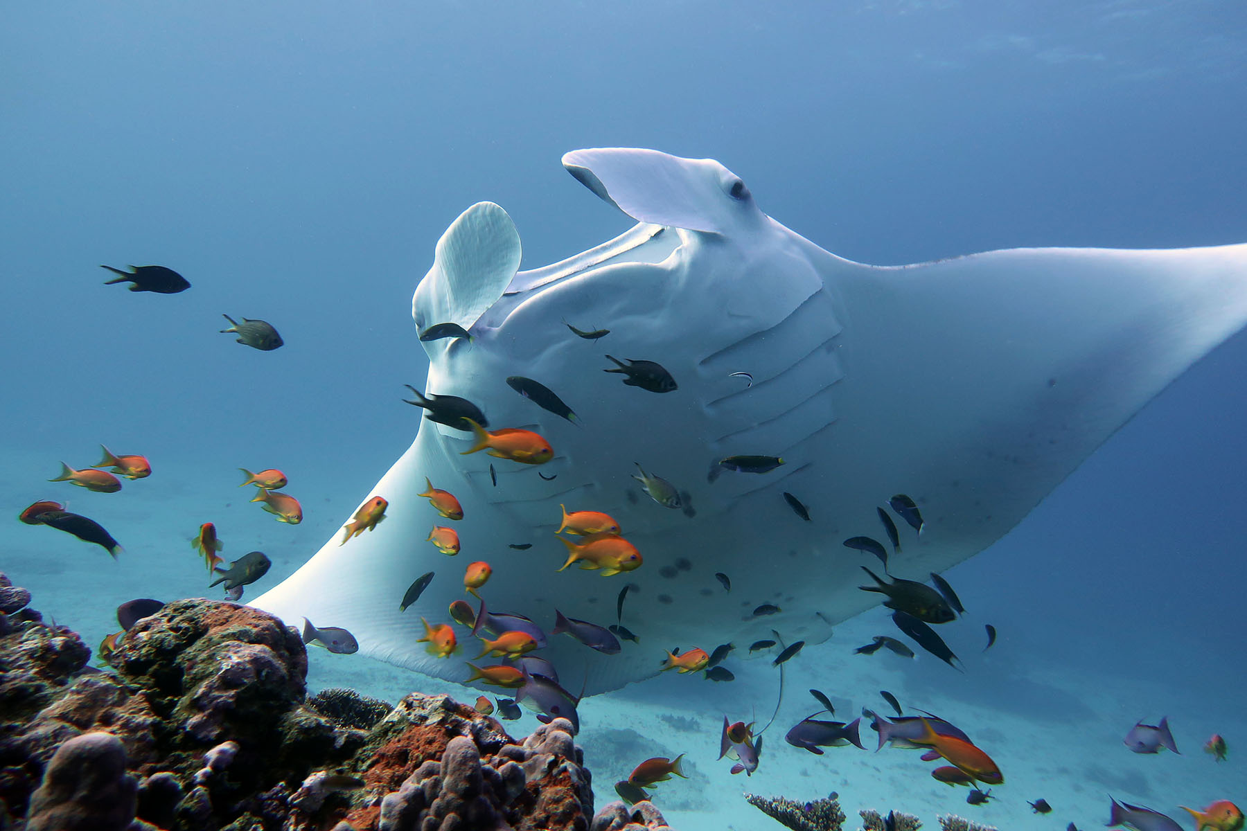 a manta ray near coral and fish