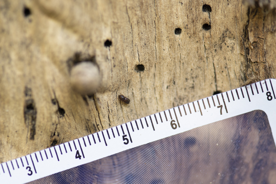 The polyphagous shot-hole borer on a tree measured by a tape ruler.