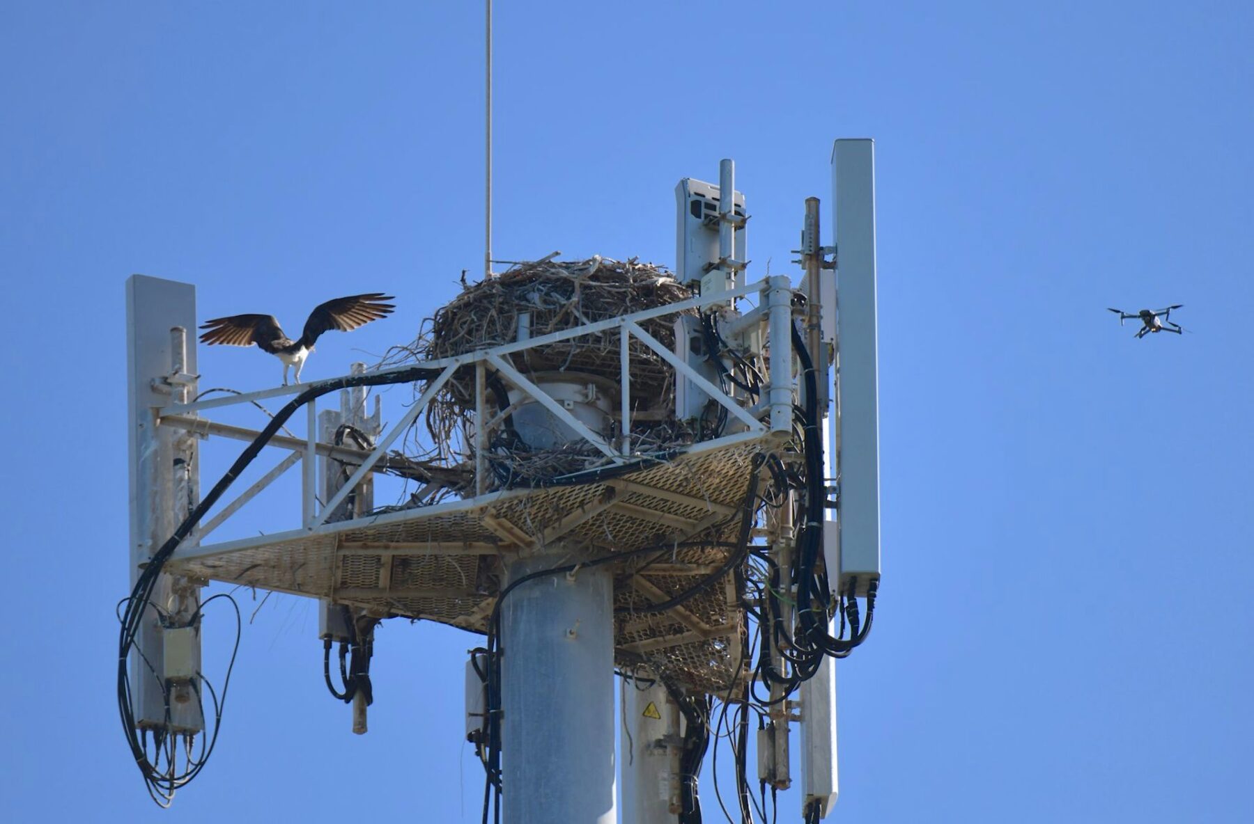 A drone hovers above an osprey nest in Mindarie, Western Australia