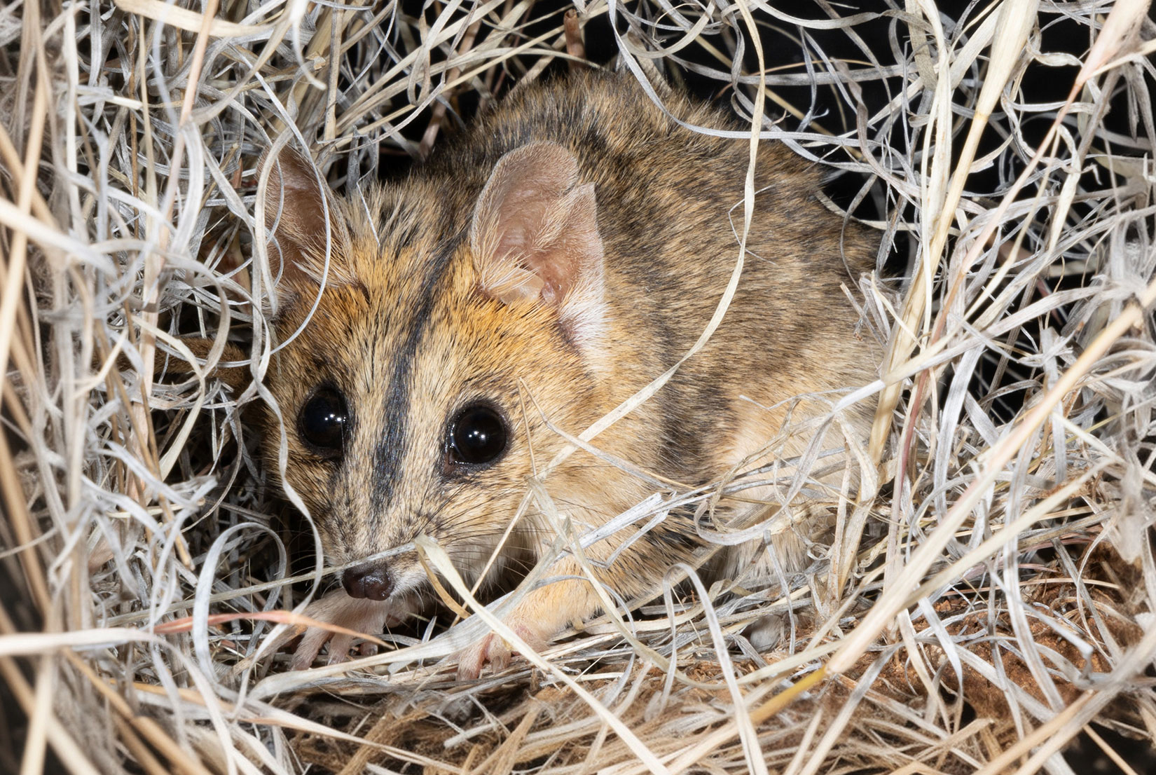 a Julia Creek dunnart hiding in brush