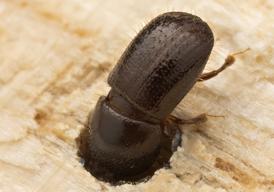 A polyphagous shot-hole borer tunnelling into wood.