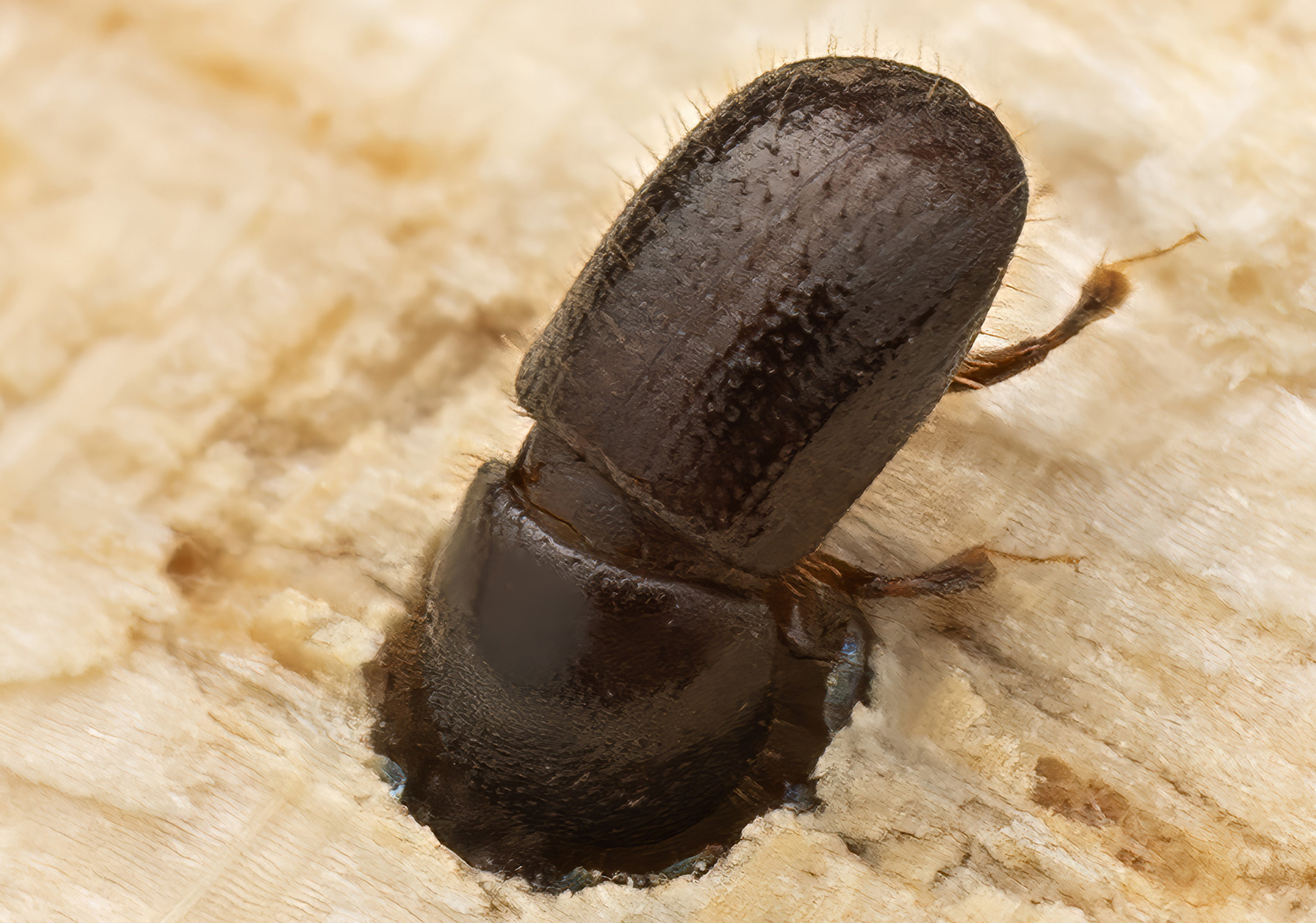 Image for article: Australia gives up on eradicating devastating wood-boring beetle