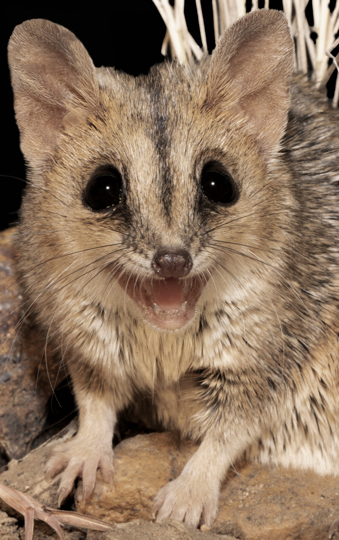 male Julia Creek dunnart