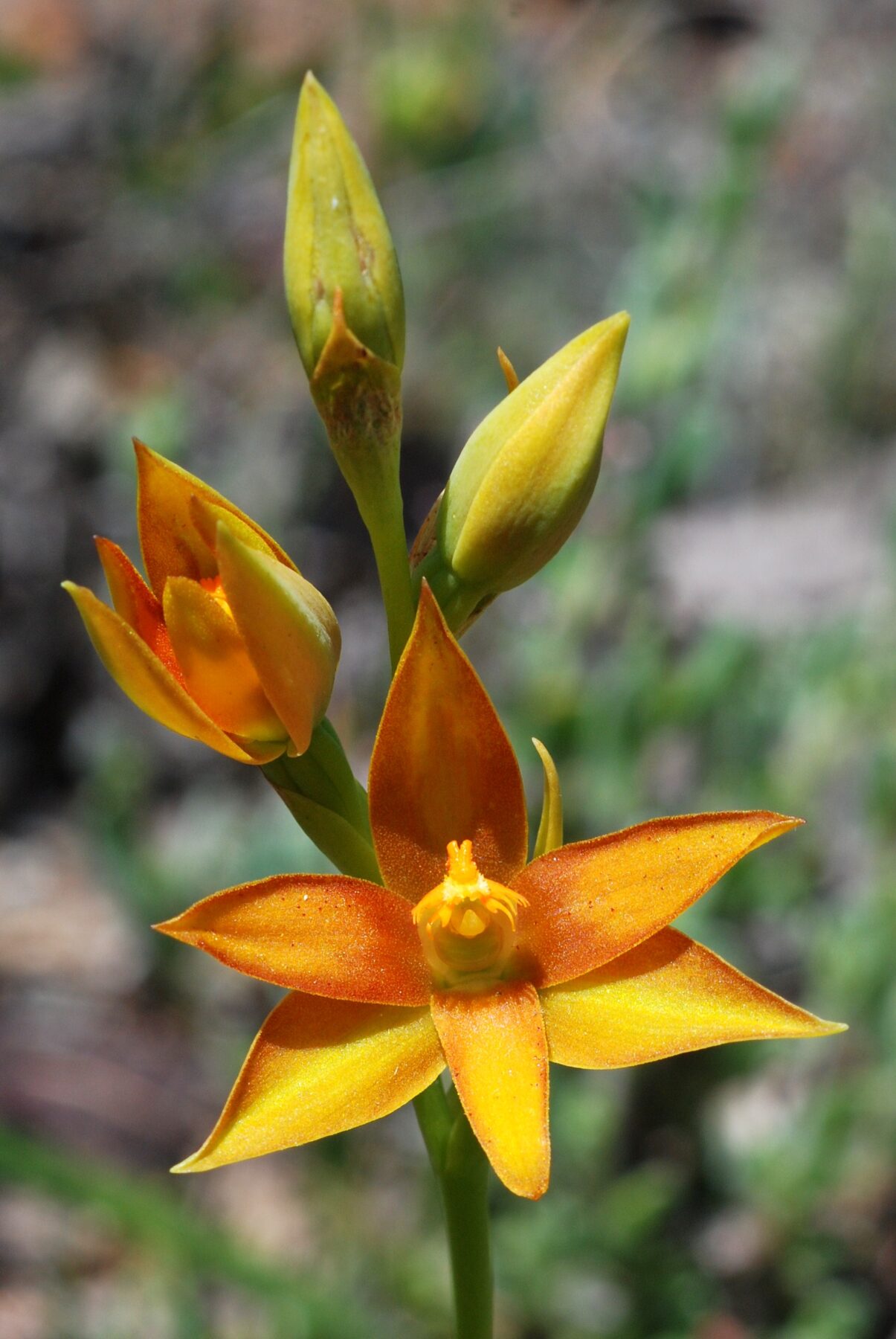 A York sun orchid (Thelymitra yorkensis)
