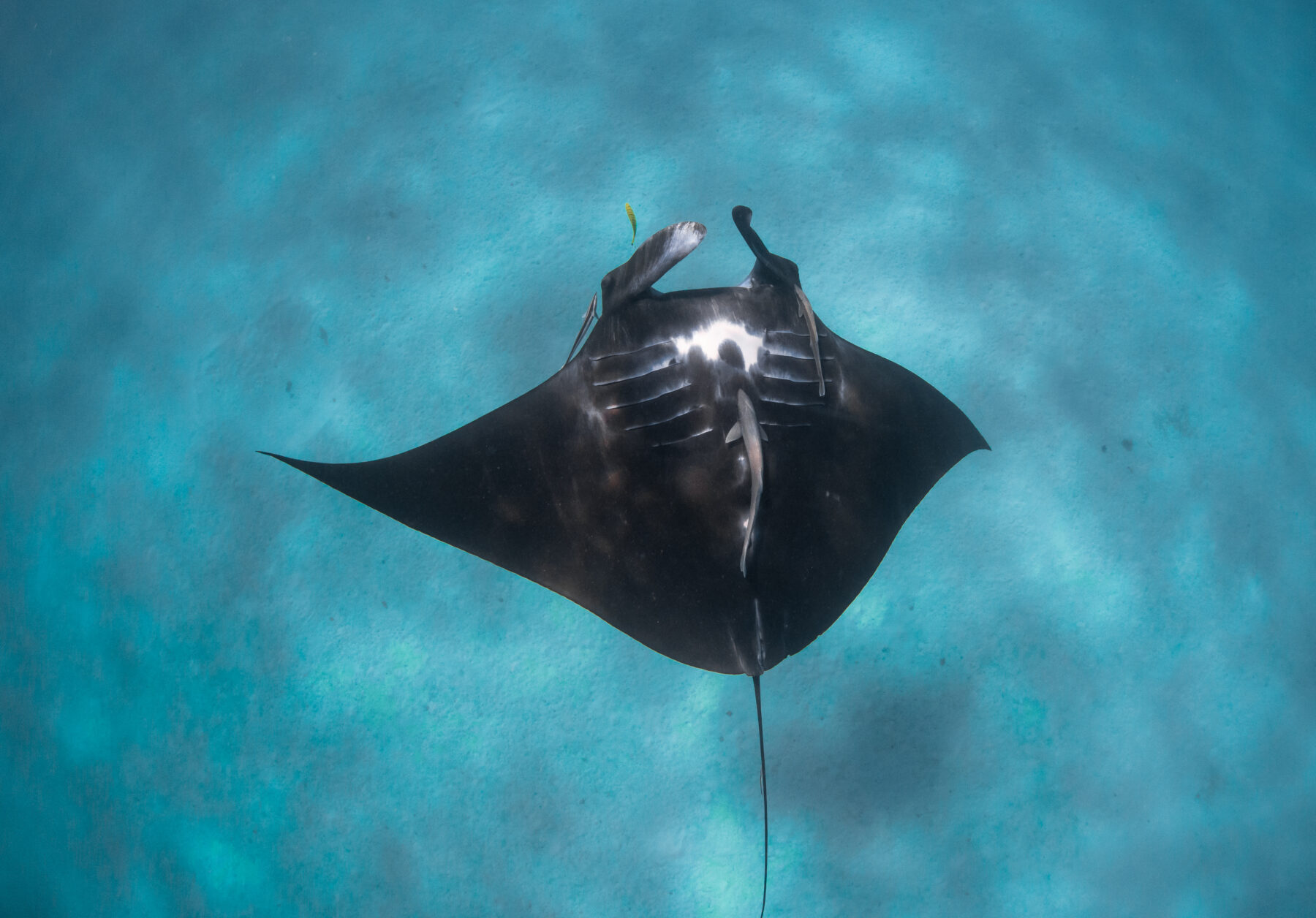 a reef manta ray