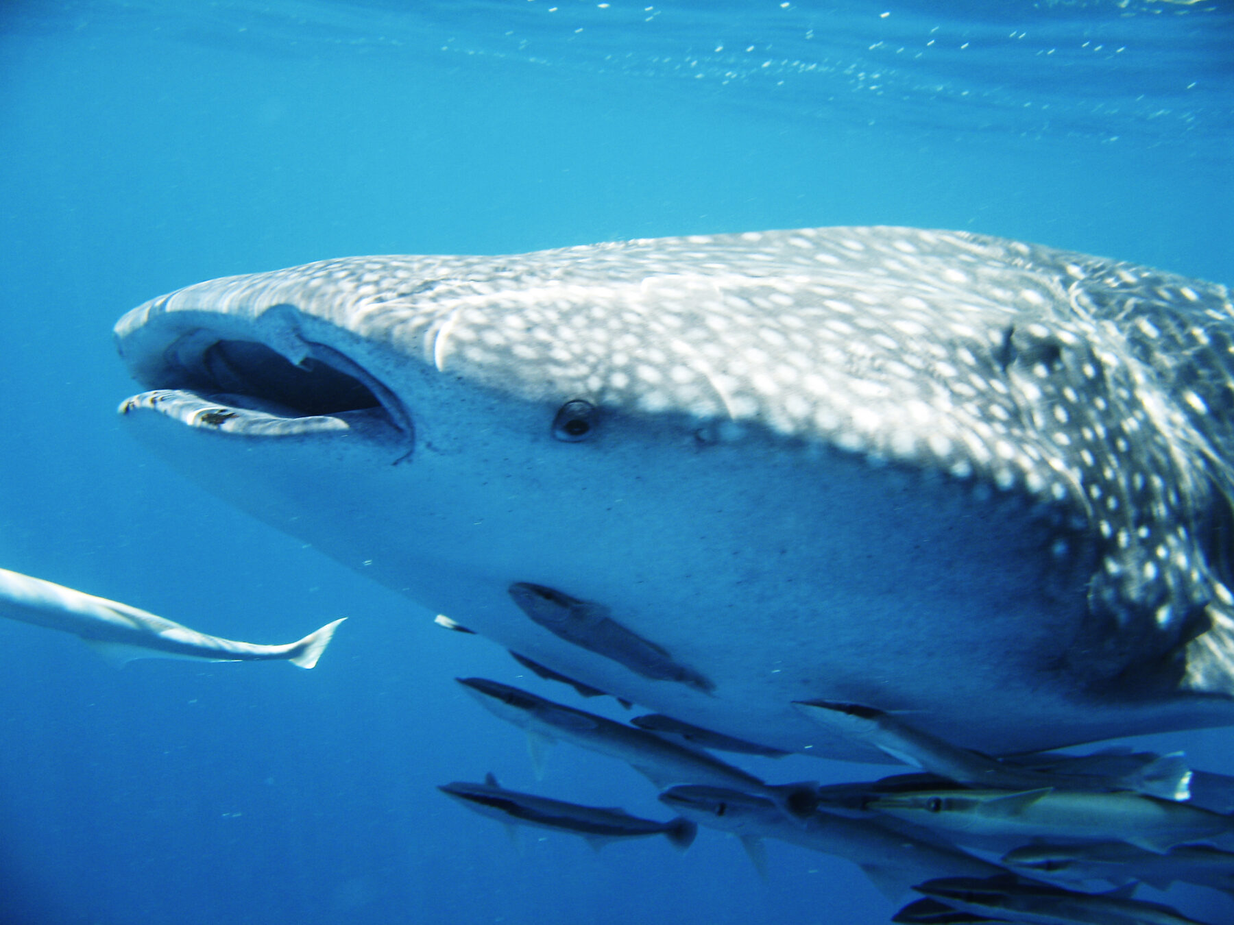 A whale shark