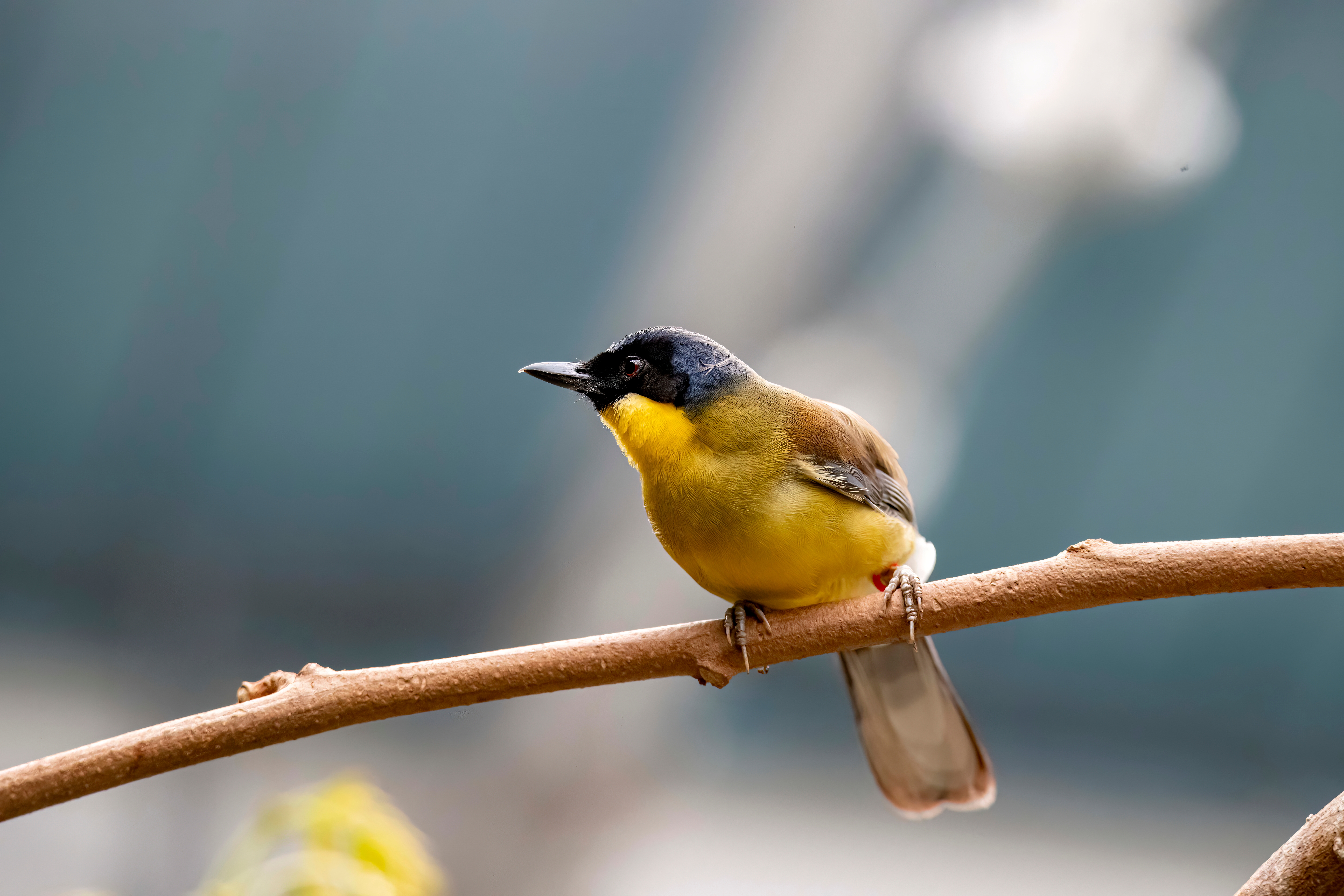 a blue-crowned laughingthrush