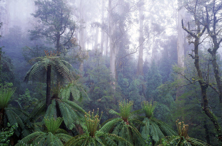Ancient mountain ash trees tower over cool temperate rainforest in South Gippsland.