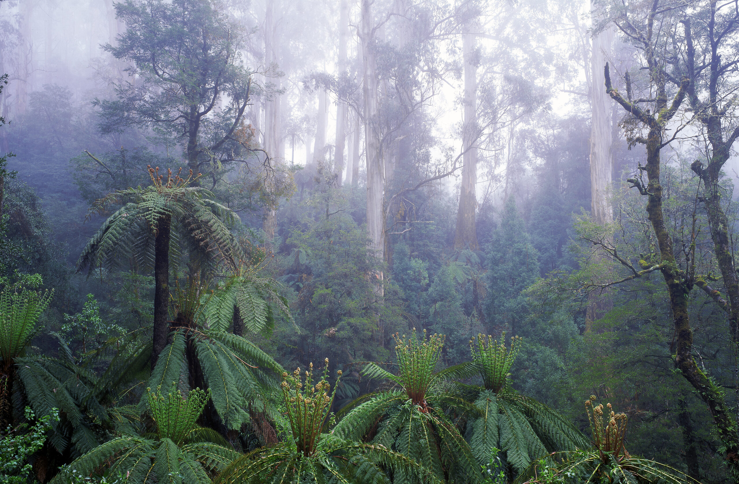 Revisiting Gippsland splendour