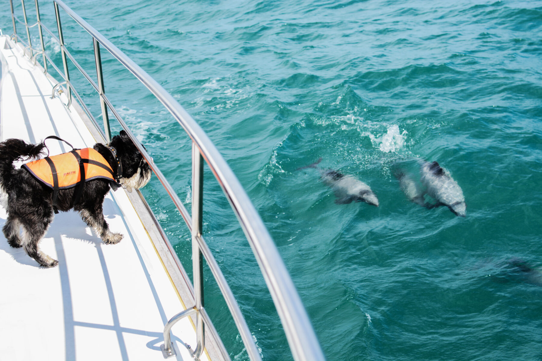 A dog looks over the side of a boat at Hector's dolphins.