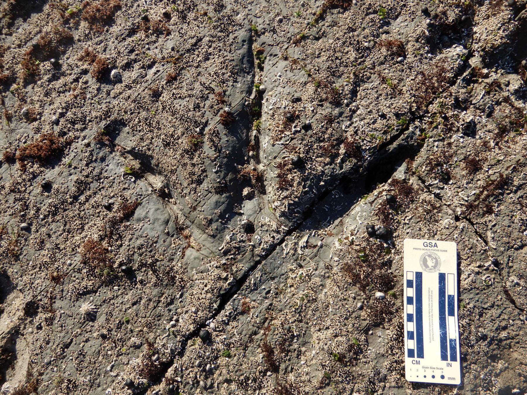 A fossilised dinosaur footprint.