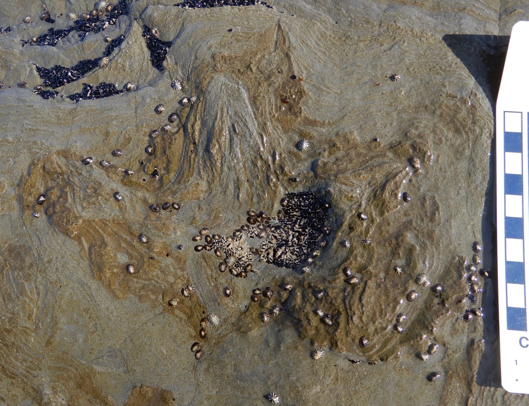 A fossilised dinosaur footprint.