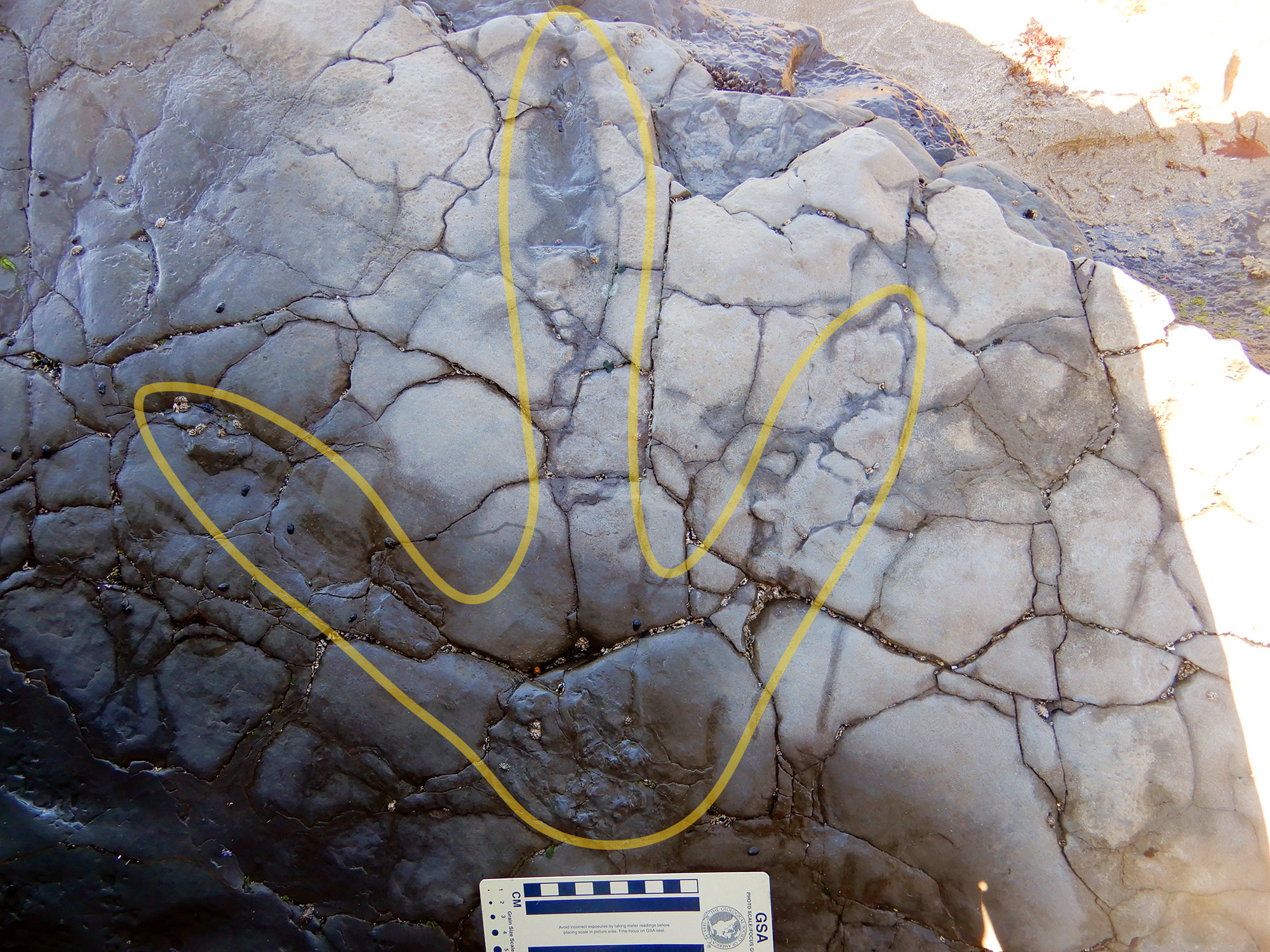 Polar dinosaur stomping ground discovered in Victoria
