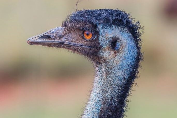 a coastal emu