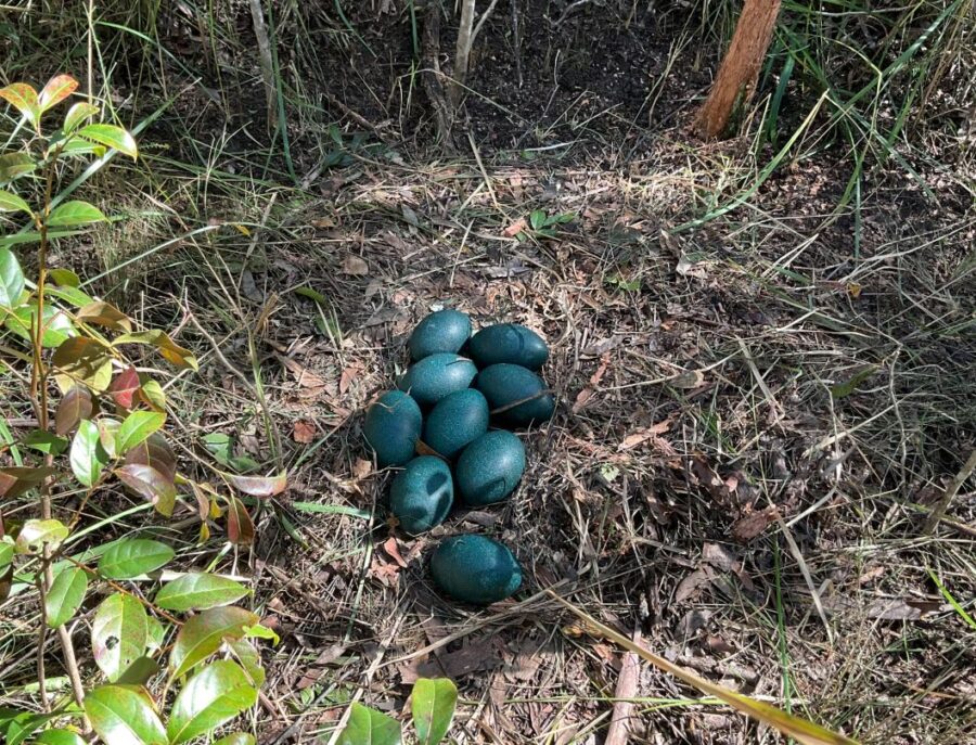 A nest holding nine coastal emu eggs.