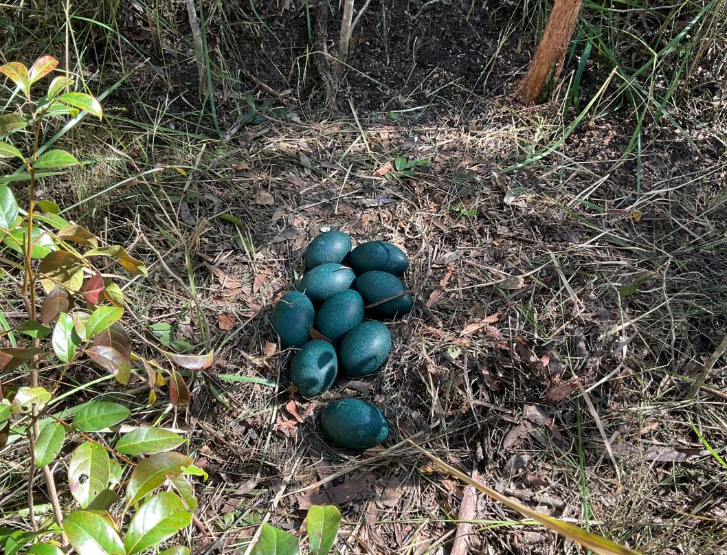 Nest of endangered coastal emu found in northern NSW