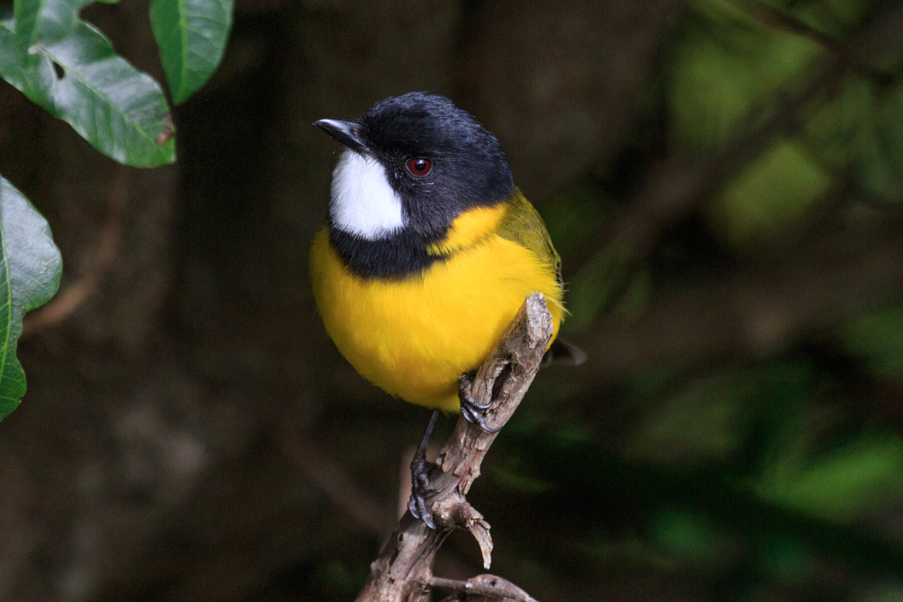 A male golden whistler (Pachycephala pectoralis) on a branch