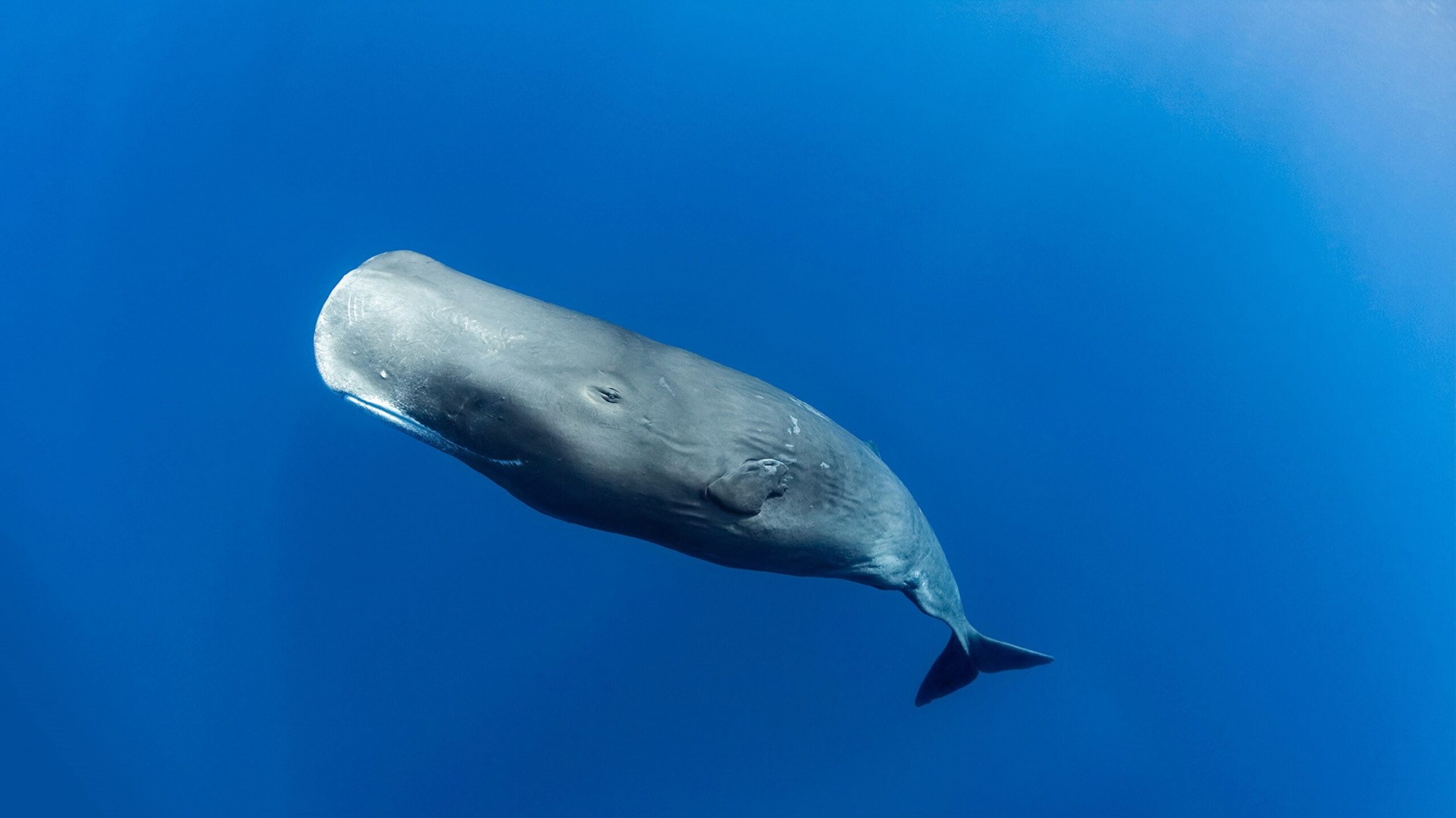Where the giant things are: Tracking reveals ocean megafauna’s highways and  hotspots