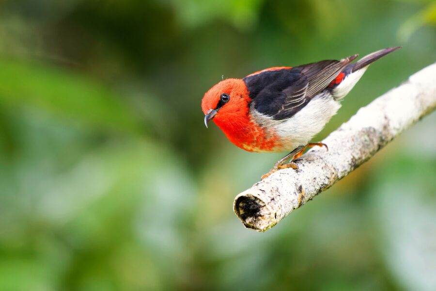 Scarlet Honeyeater perched on tree