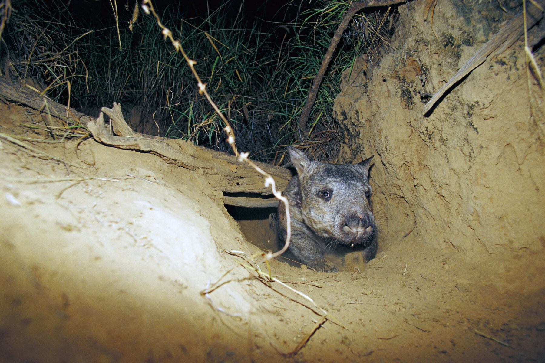A northern hairy-nosed wombat