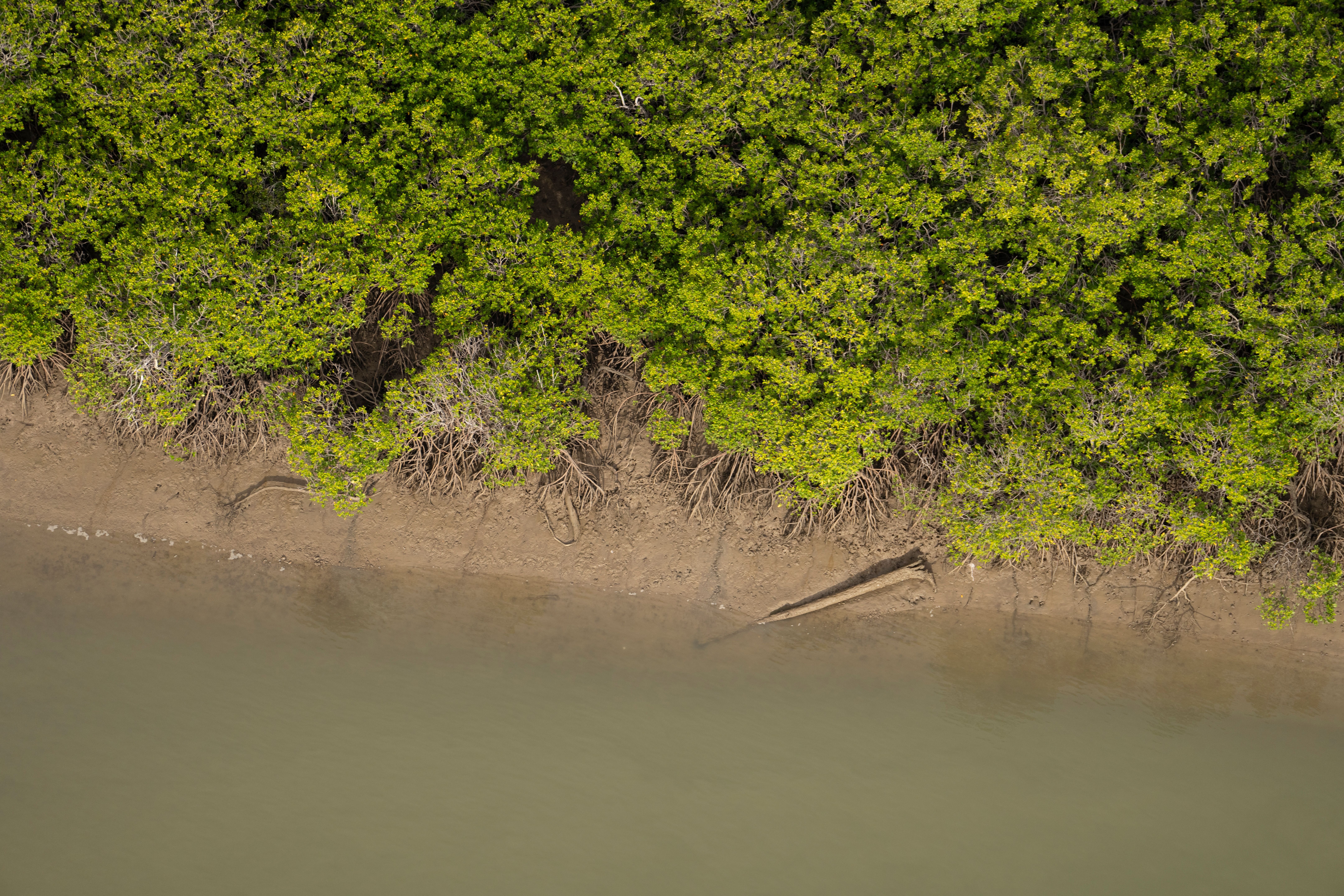 an aerial photograph of Australia's mangroves